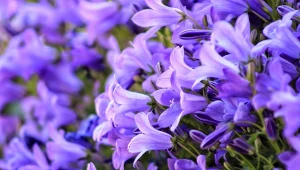 W dobrych warunkach campanula kwitnie aż do października