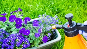 Naturalne środki ochrony roślin można przygotować samemu