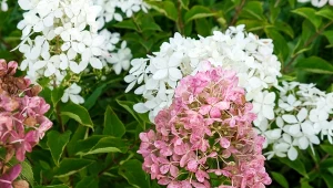 Oto najciekawsze gatunki hortensji, jakie można uprawiać w ogrodzie