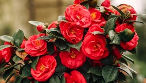 Kamelia japońska to efektowny i bardzo ozdobny krzew.