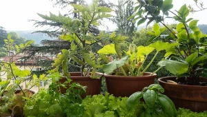 Jak zorganizować warzywnik na balkonie? Podpowiadamy