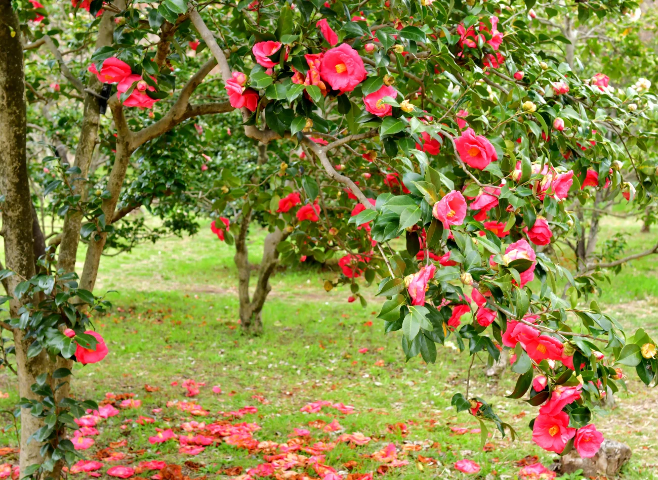 W środowisku naturalnym kamelia dorasta do kilku metrów