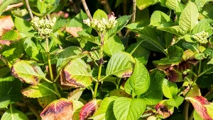 Choroby chortensji mogą wynikać ze złej pielęgnacji, ataku grzybów i wirusów.