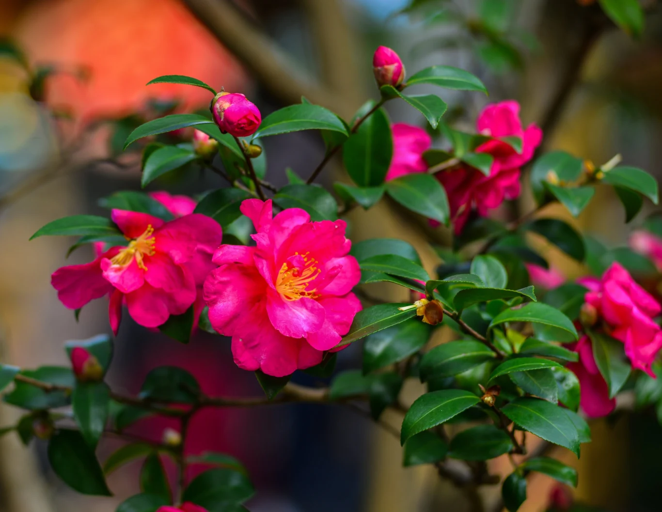 Kamelia kwitnie na przełomie zimy i wiosny