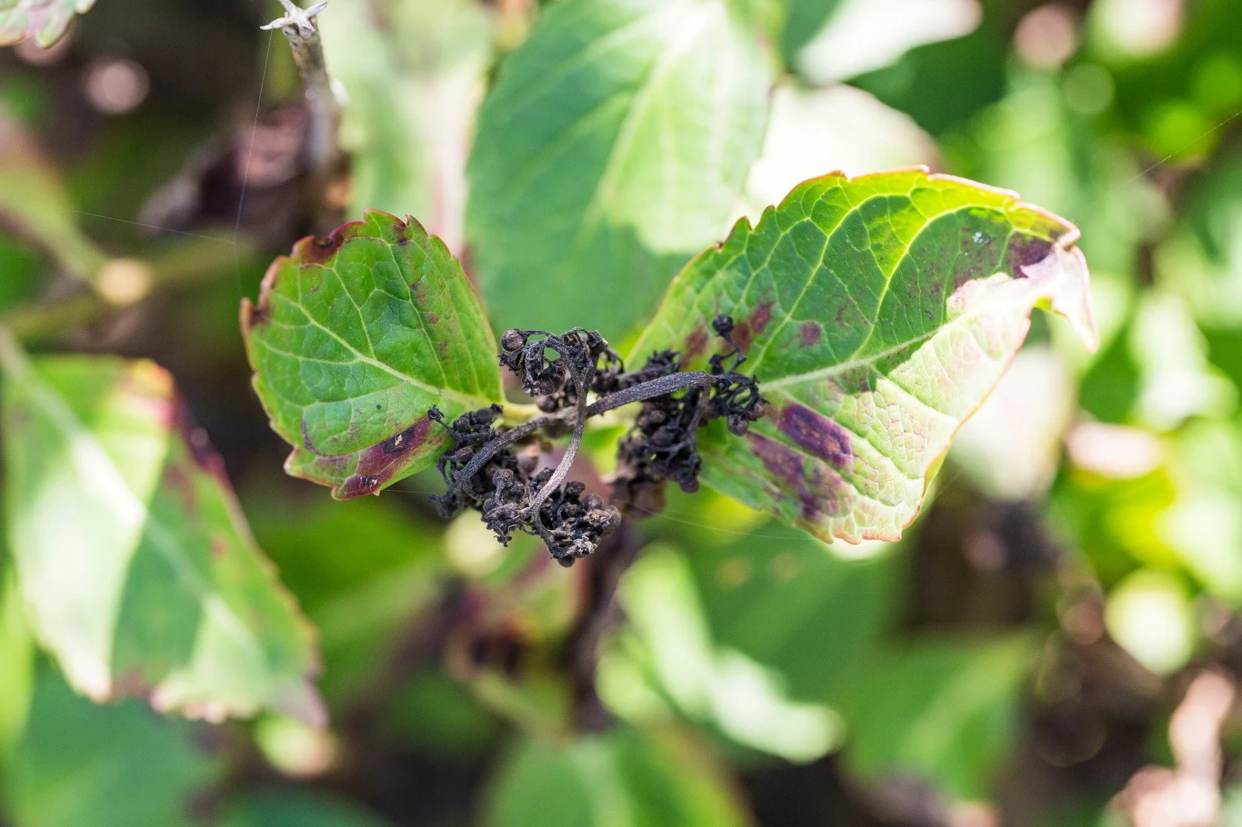 Pierwsze symptomy choroby hortensji można zauważyć na liściach