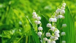 Konwalia majowa rośnie dziko w lasach liściastych. Bywa mylona z czosnkiem niedźwiedzim