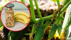 Ogórki można nawozić naturalnymi preparatami.