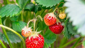 Jak nawozić truskawki? Wyjaśniamy