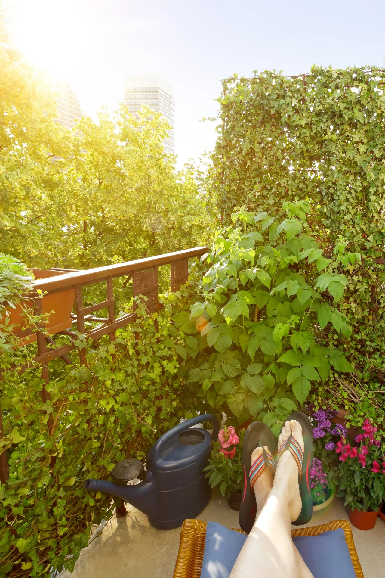 Parawan porośnięty bluszczem jest efektowny i użyteczny