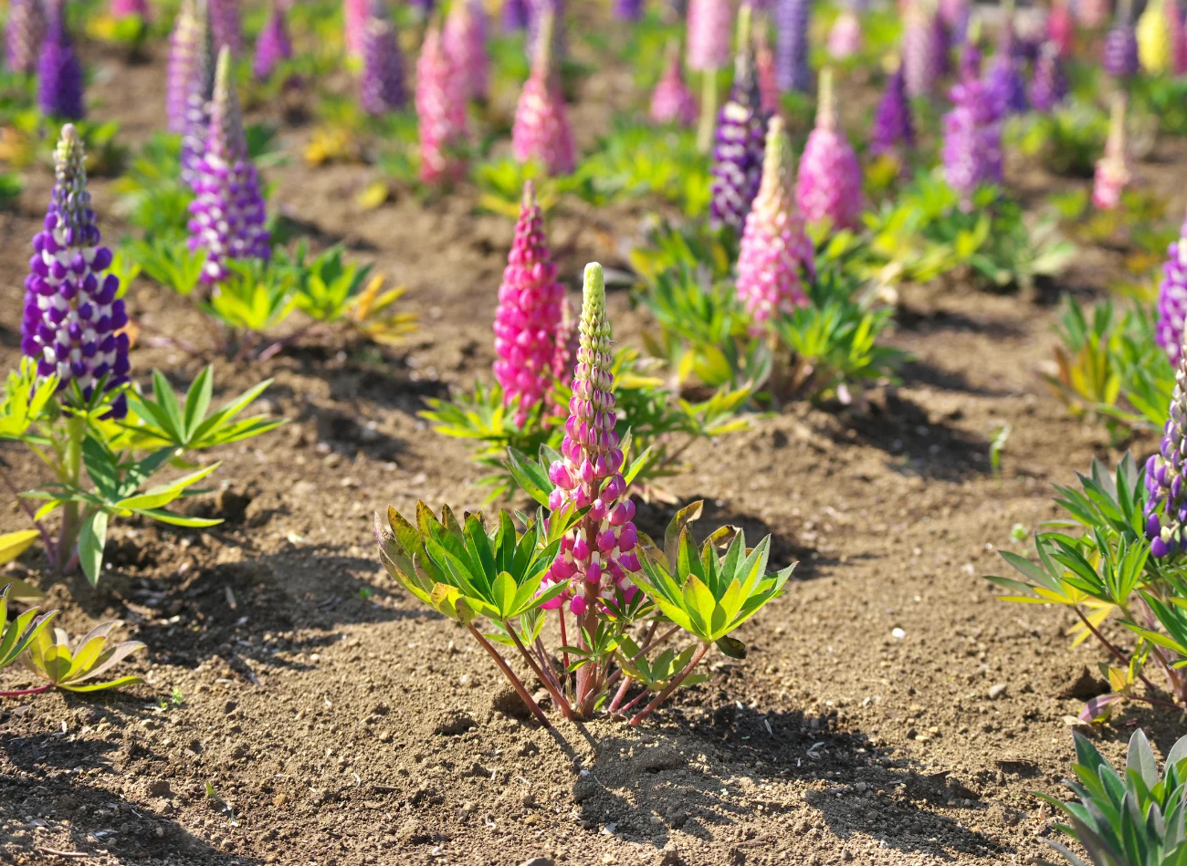 Kwiaty łubinu wyrastają ze sztywnej łodygi