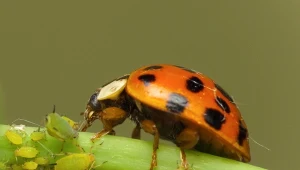 Biedronki potrafią szybko wyeliminować mszyce z ogrodu.