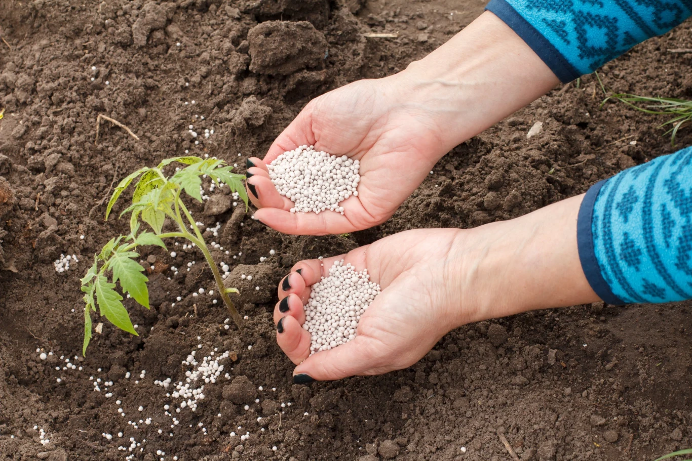 Nawożenie pomidorów gruntowych warto zacząć jeszcze przed wysiewem