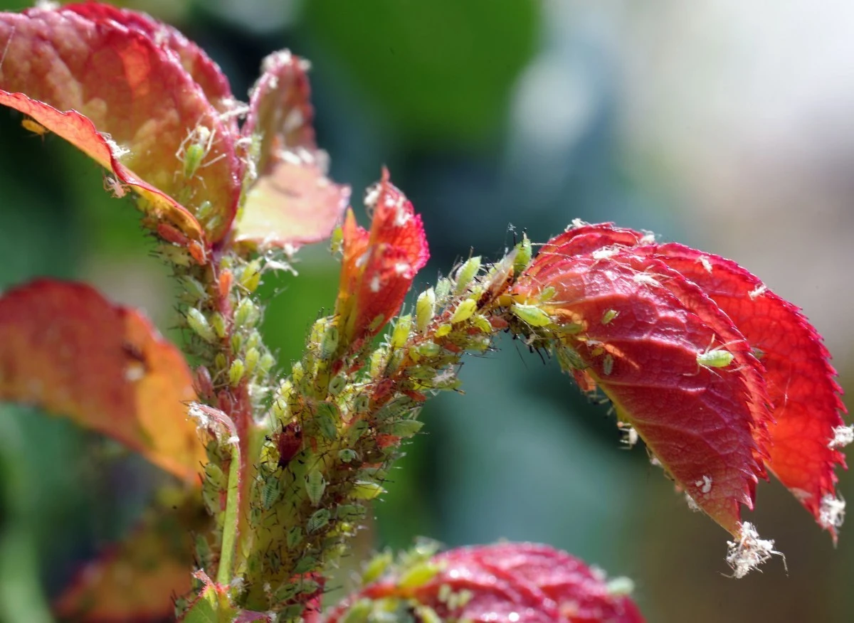 Mysze potrafią siać prawdziwe spustoszenie w ogrodzie