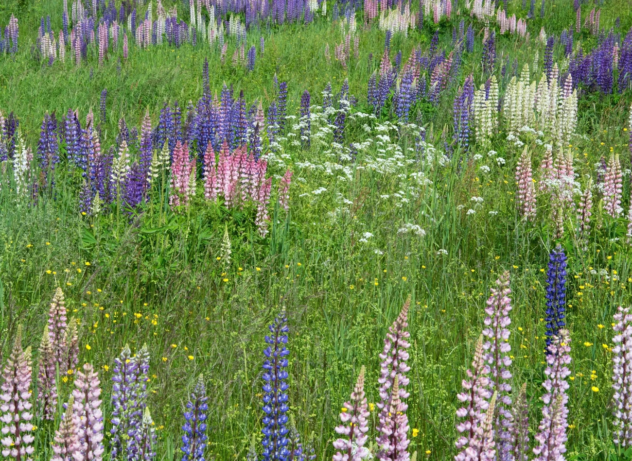 Łubin często wykorzystywany jest jako zielony nawóz - spulchnia i użyźnia glebę