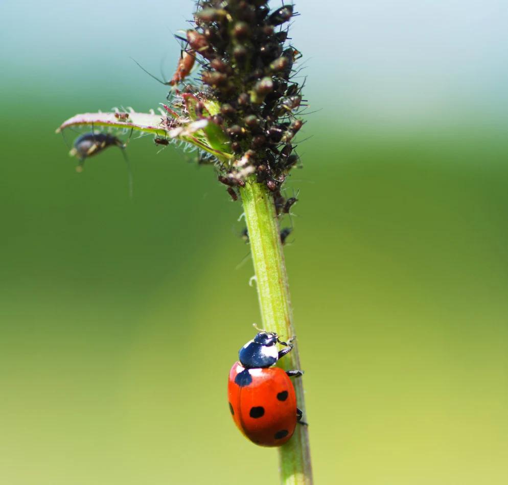 Biedronki w ciągu dnia mogą zjeść kilkadziesiąt mszyc