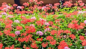 Pelargonie bluszczolistne to efektowne kwiaty balkonowe.