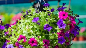 Surfinia jest odmianą petunii ogrodowej