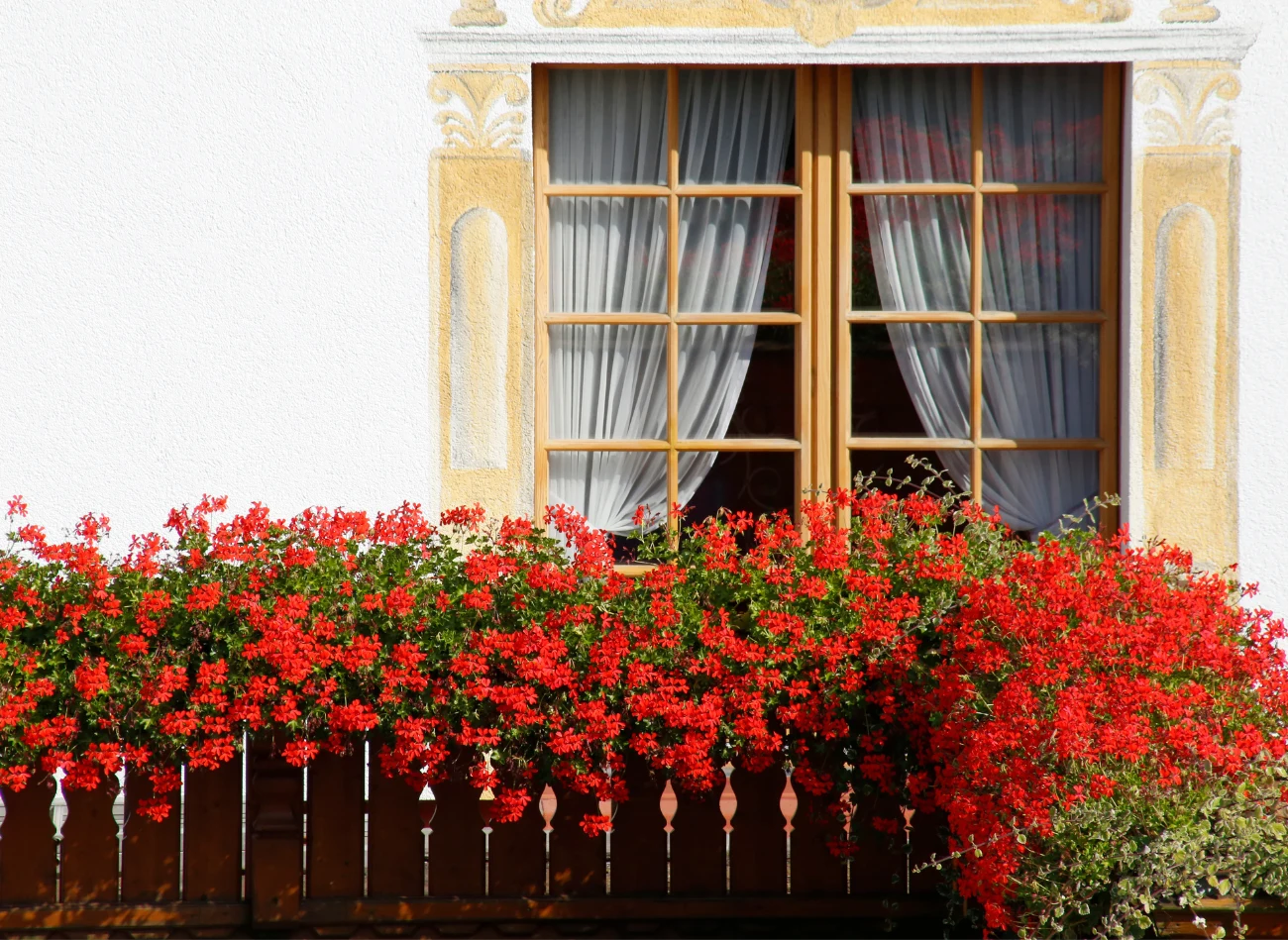 Pelargonie bluszczolistne pięknie wyglądają, gdy przewieszają się przez balustrady