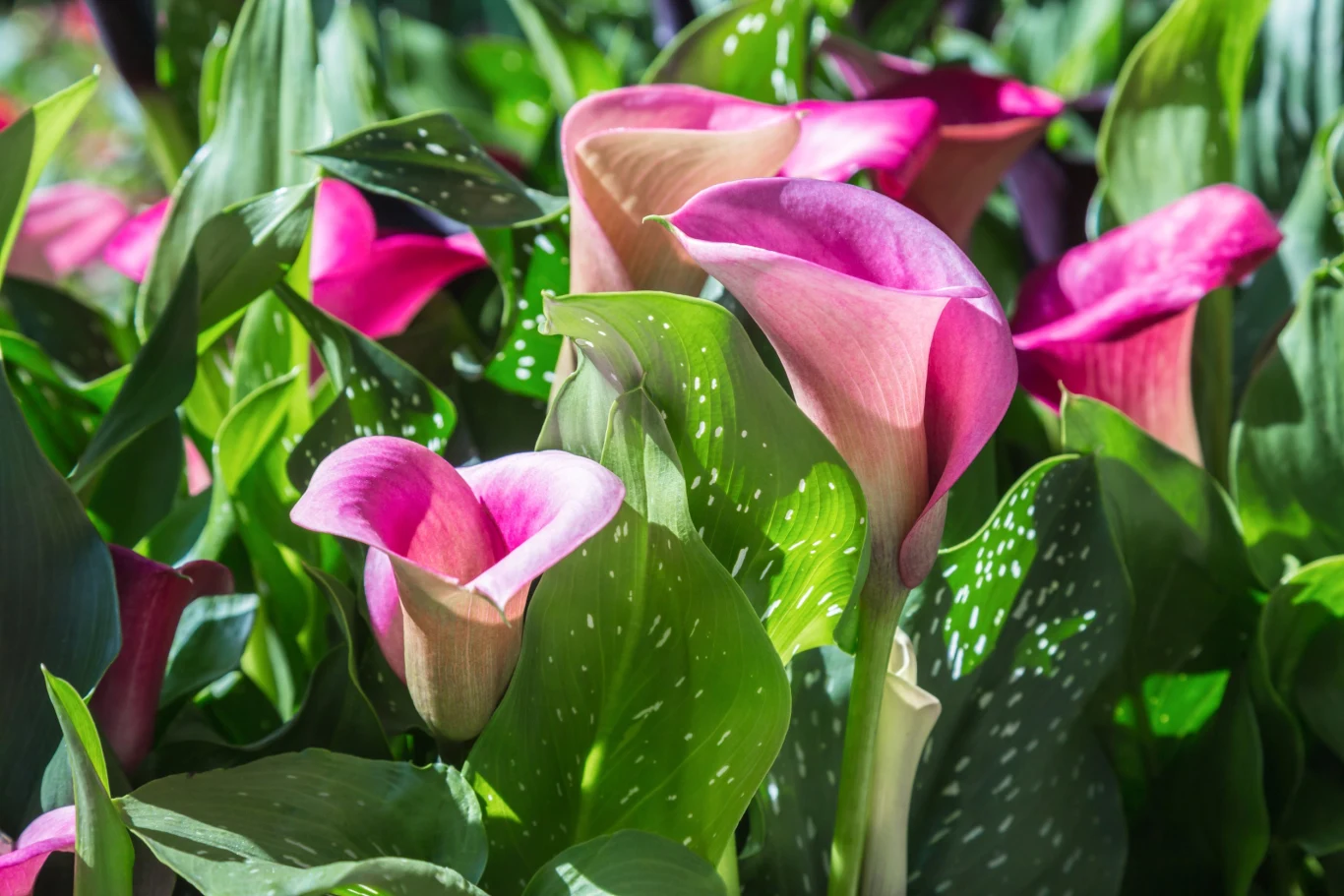 Calla kwitnie krótko, wiosną