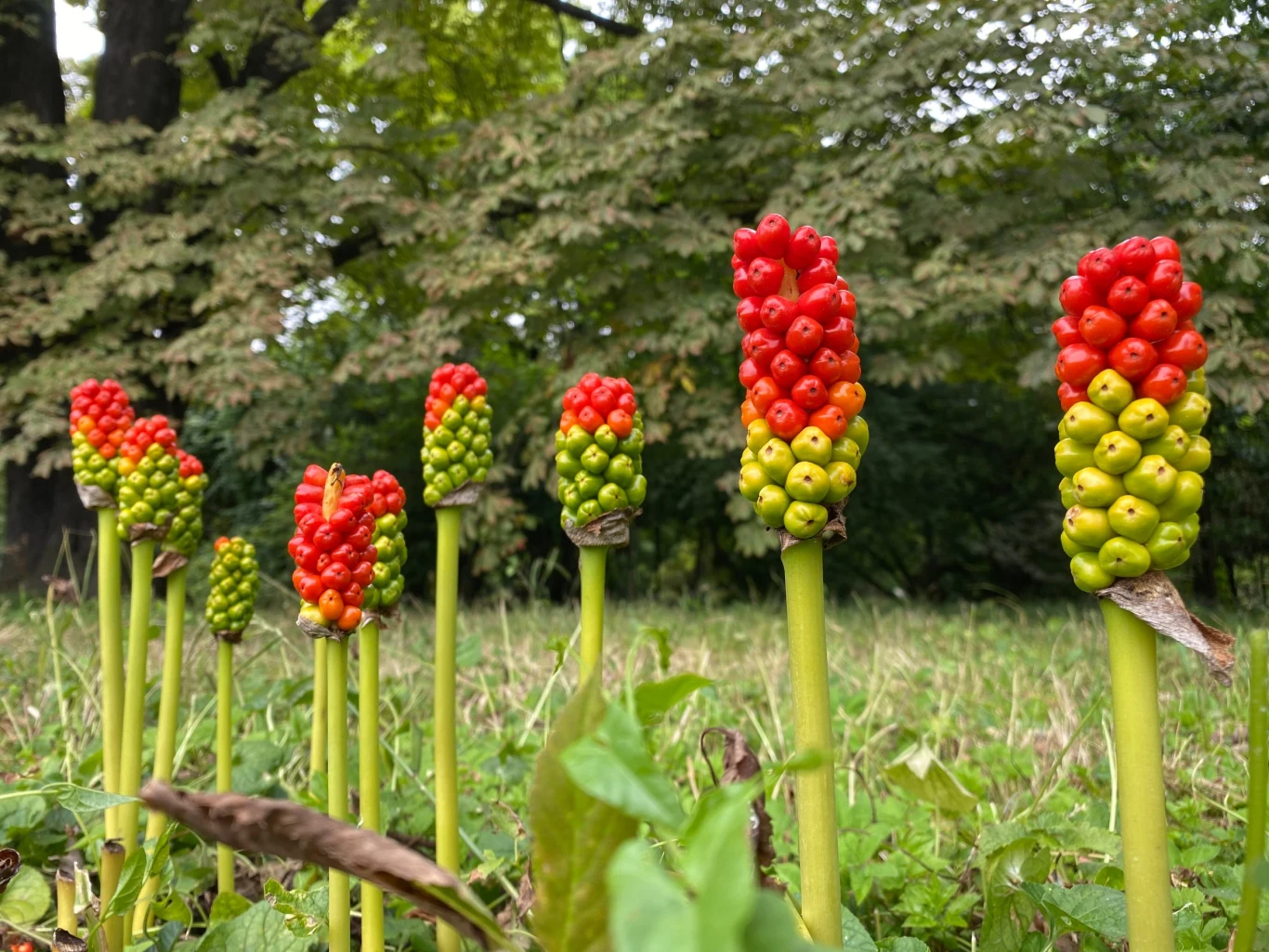 Obrazki włoskie kwitną latem