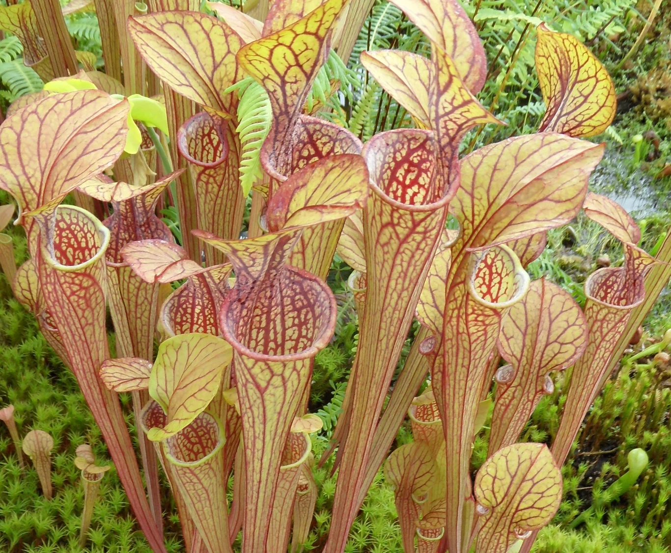 Arisema dorasta do 40 cm