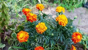 Aksamitki pochodzą z tropikalnego i umiarkowanego klimatu