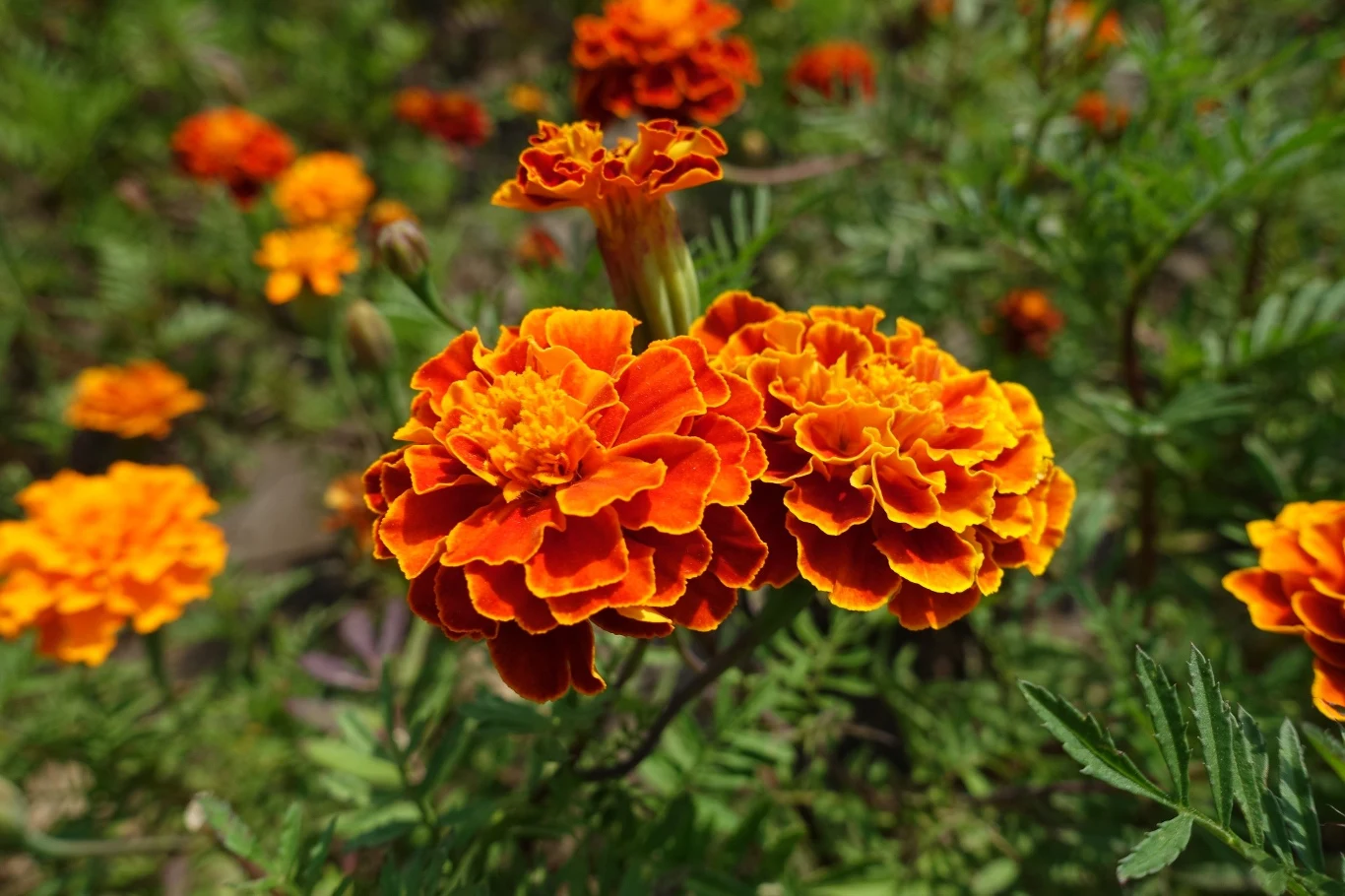 Istnieje ponad 40 odmian aksamitek, ale w Polsce przeważnie uprawia się 3 z nich