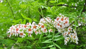 Kasztanek jarzębolistny - uprawa, kwitnienie, zimowanie