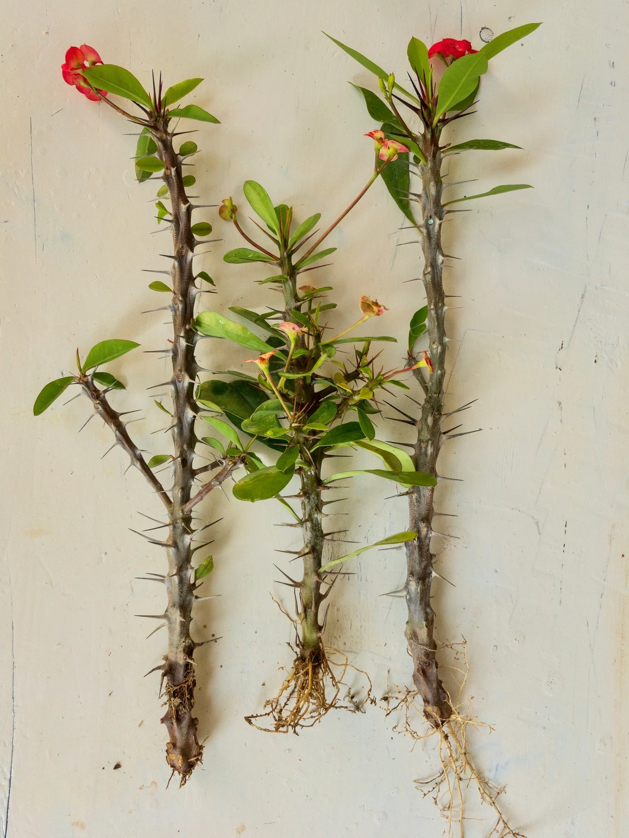 Wszystkie zabiegi uprawowe i pielęgnacyjne wilczomleczy należy wykonywać w rękawiczkach