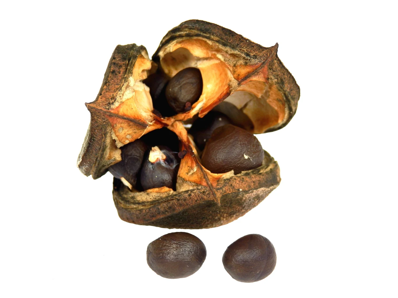 Owoce kasztanka jarzębolistnego są jadalne