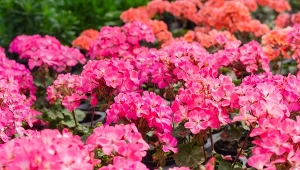 Odpowiednie podlewanie i nawożenie to podstawa pielęgnacji pelargonii.