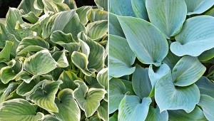 Hosty należą do roślin długowiecznych, które mogą ozdabiać otoczenie nawet przez kilkadziesiąt lat.