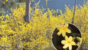 Jaśmin nagokwiatowy wymaga troskliwej pielęgnacji.