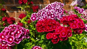 Atutem goździka brodatego w ogrodzie jest nie tylko jego przepiękny wygląd, ale również delikatny, bardzo przyjemny zapach.