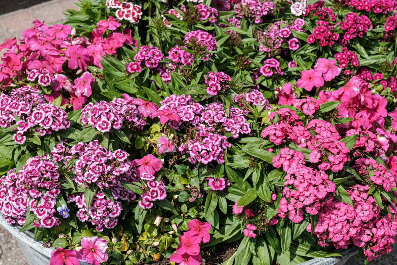 W przydomowych ogrodach można spotkać wiele odmian goździka brodatego