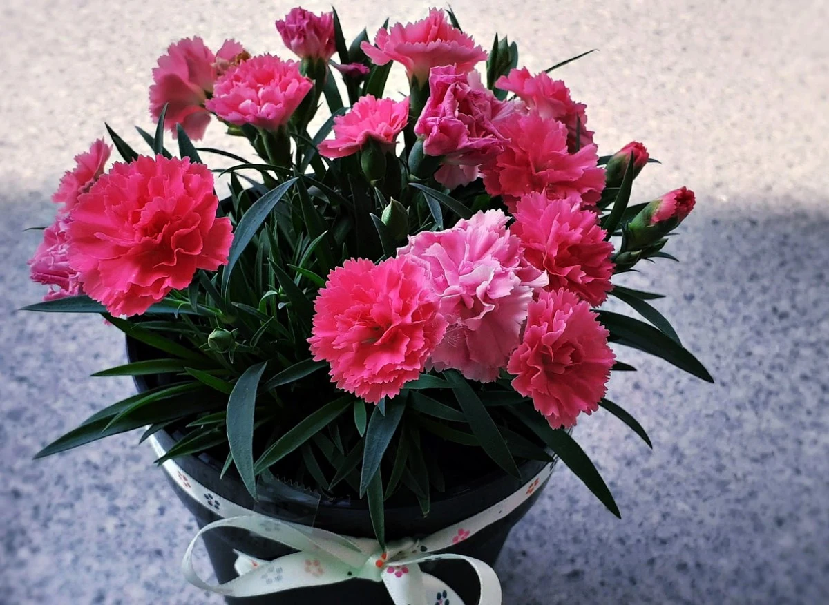 Goździki doniczkowe stanowią wyjątkową ozdobę domu