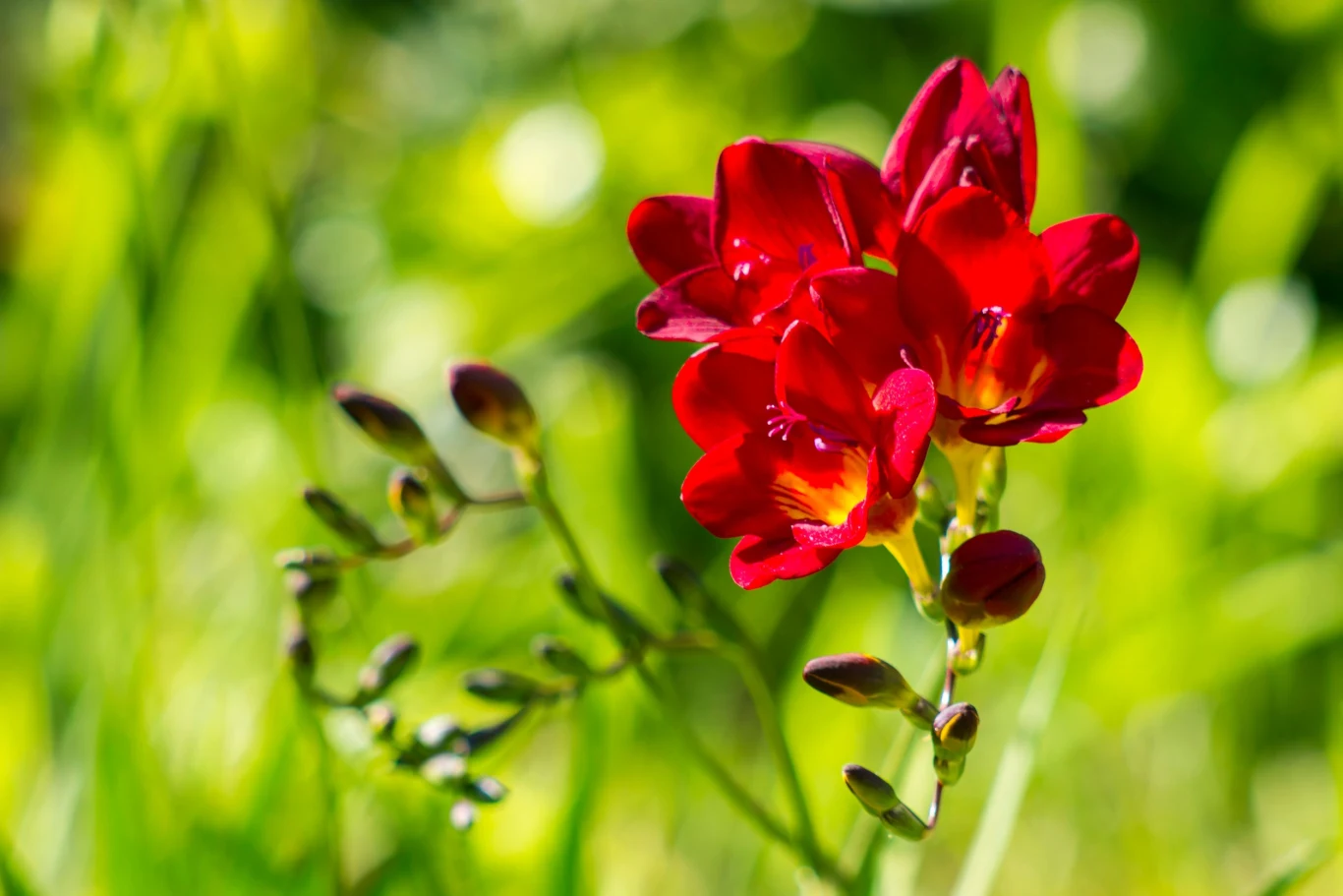 Kwiaty frezji pojawiają się w lipcu
