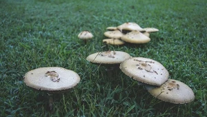 Czym są czarcie kręgi pojawiające się na trawniku? Wyjaśniamy