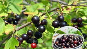 Z odpowiednio pielęgnowanej rośliny  można zebrać nawet 6 kg owoców.