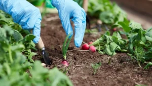 Rzodkiewka ma niewielkie wymagania. Jej uprawa uda się wszędzie