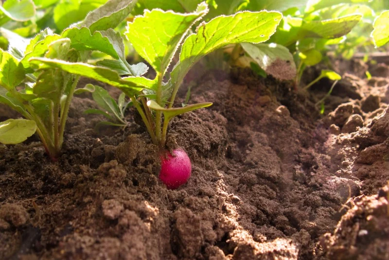 Rzodkiewkę wysiewa się najpóźniej na początku maja