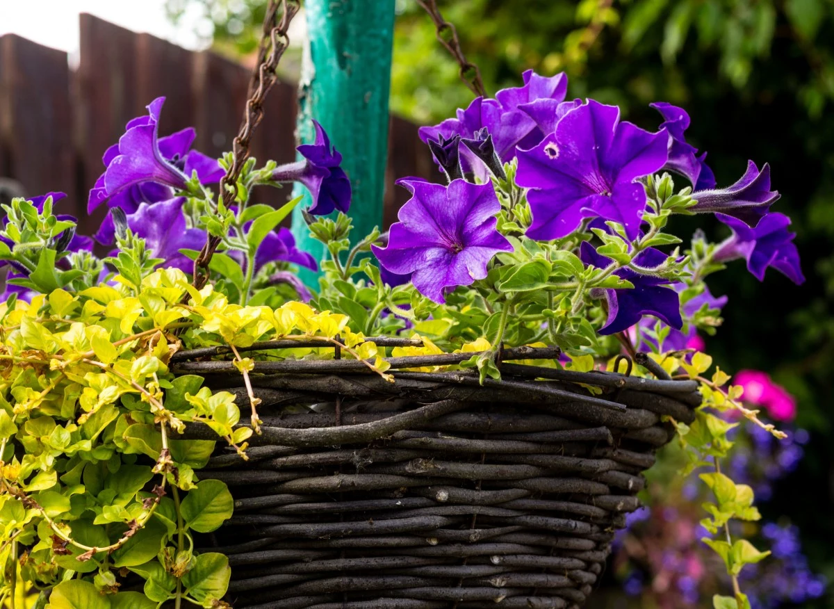 Surfinia kwitnie od maja do października