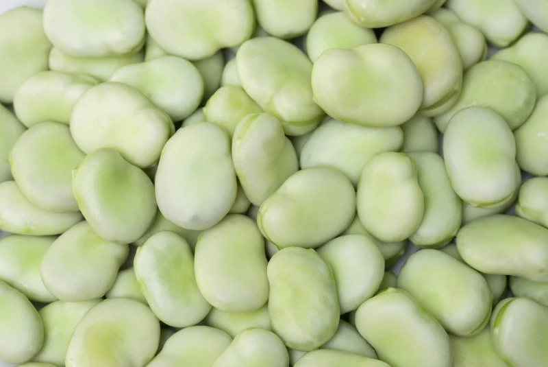 Rzodkiewkę można uprawiać razem z bobem