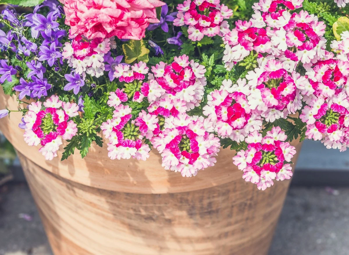 Werbena zwisająca to jedna z najpopularniejszych odmian werbeny ogrodowej