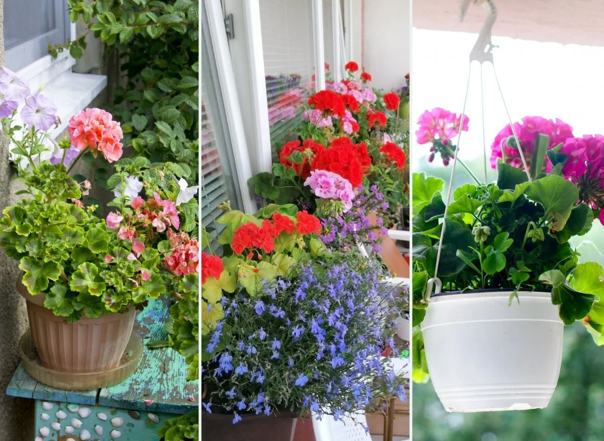 Pelargonie na balkonie można sadzić już w maju