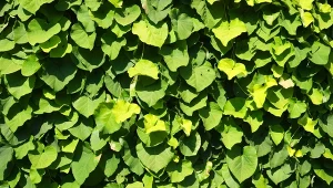 Kokornak szybko pnie się po podporach.