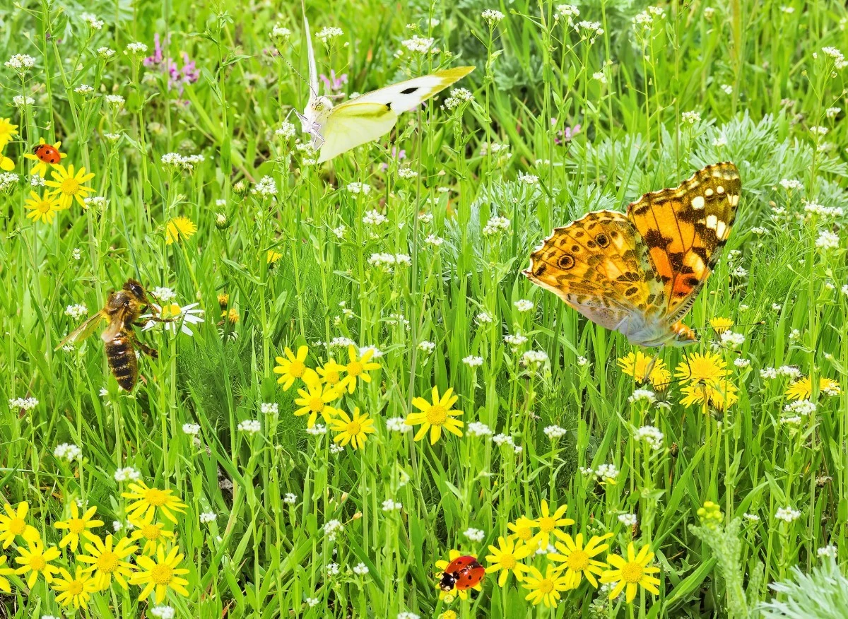 Kwiaty i inne rośliny, wysiewane na łące, są dosyć odporne na okresowe przesuszenia