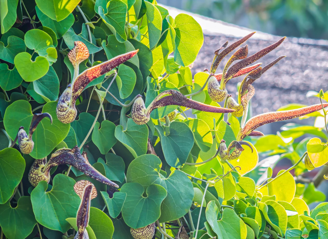 Kokornak latem zakwita