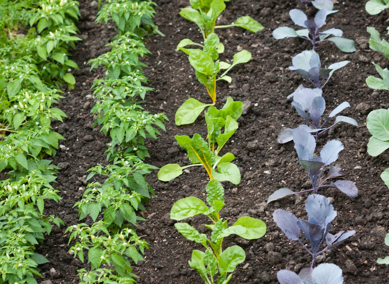 Przed założeniem warzywniaka należy starannie przemyśleć układ sadzenia warzyw