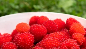 Uprawa malinotruskawki nie przysparza problemów, a jej owoce są smaczne.